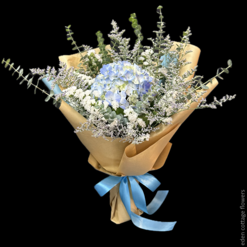Hydrangea