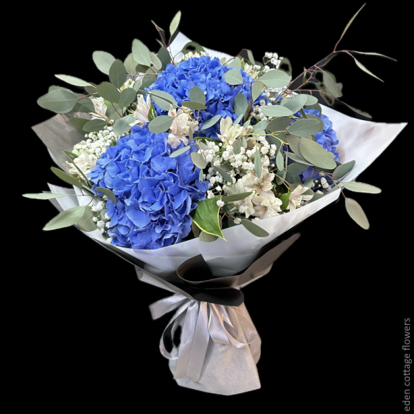 Hydrangea