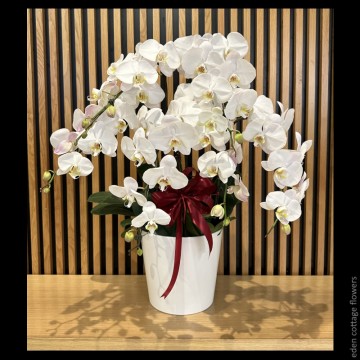 Phalaenopsis Orchids PFA13