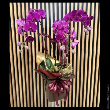 Phalaenopsis Orchids PFA4