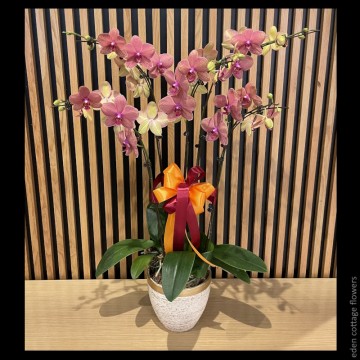 Phalaenopsis Orchids PFA10