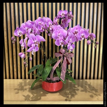 Phalaenopsis Orchids PFA12