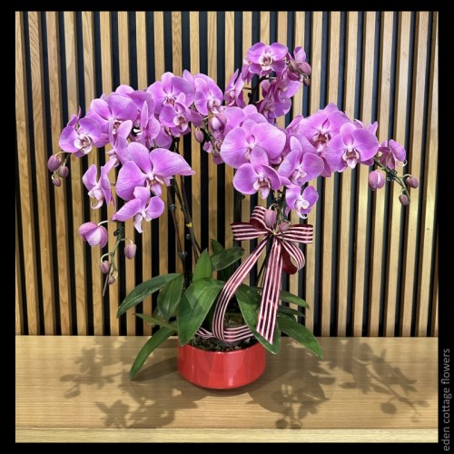 Phalaenopsis Orchids