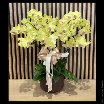 Phalaenopsis Orchids PFA14