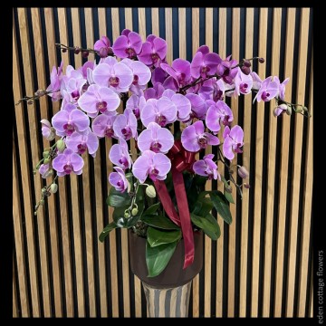 Phalaenopsis Orchids PFA16