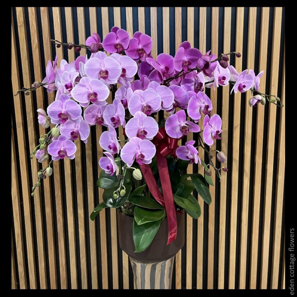 Phalaenopsis Orchids
