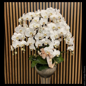 Phalaenopsis Orchids PFA18