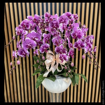 Phalaenopsis Orchids PFA19