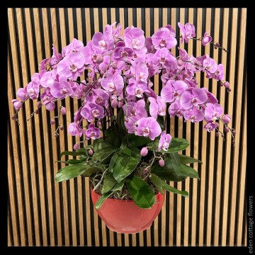 Phalaenopsis Orchids PFA23