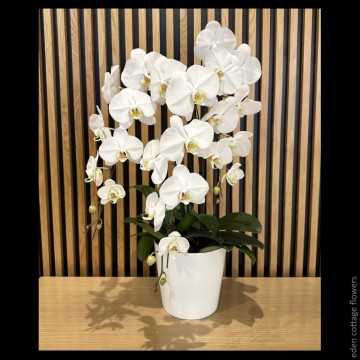 Phalaenopsis Orchids PFA5