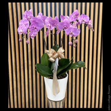 Phalaenopsis Orchids PFA6