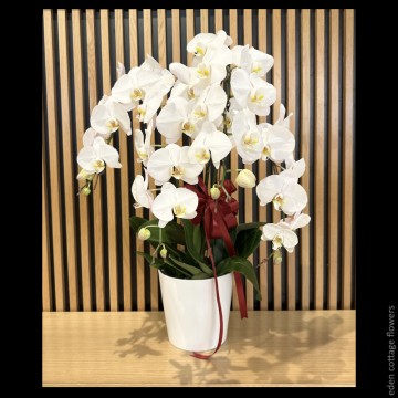 Phalaenopsis Orchids PFA9