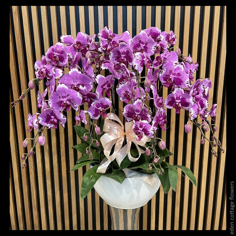 Phalaenopsis Orchids